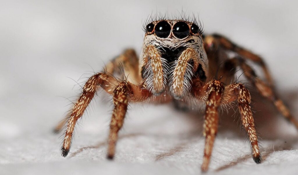 Zoveel spinnen wonen er minimaal in je huis