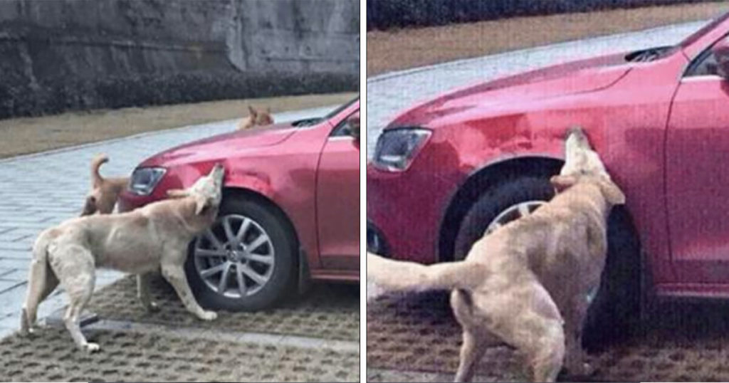 Man die hond schopte, ziet hoe zijn auto wordt vernield wanneer hond terugkeert met vrienden