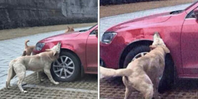 Man die hond schopte, ziet hoe zijn auto wordt vernield wanneer hond terugkeert met vrienden