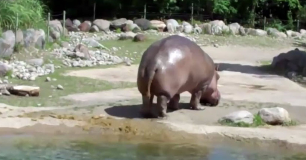 nijlpaard laat keiharde scheet