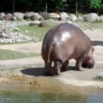 nijlpaard laat keiharde scheet