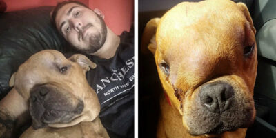 Man adopteert hond met enorme tumor, zodat hij liefde kan voelen tijdens zijn laatste dagen