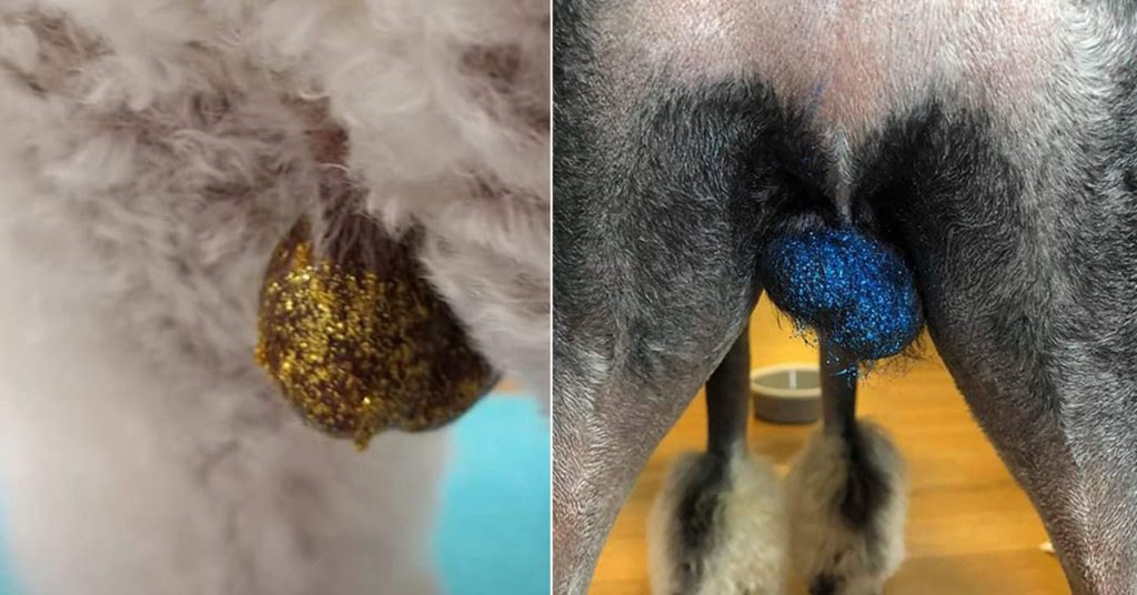 De glitter balzak zijn de nieuwste trend voor honden en waarom niet?