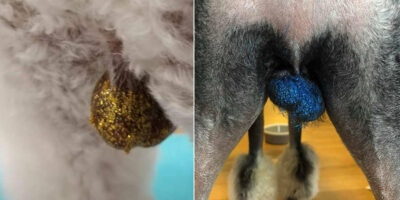 De glitter balzak zijn de nieuwste trend voor honden en waarom niet?