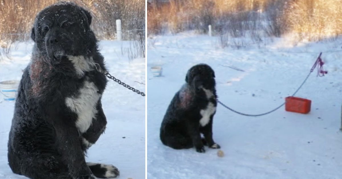 Mishandelde hond werd 4 jaar lang buiten vastgeketend in de kou, tot een engel verschijnt