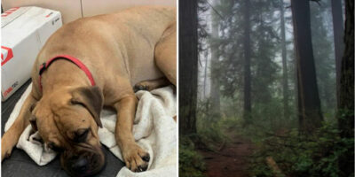 Loyale puppy loopt 160 km door bos met beren, op zoek naar eigenaren die haar afwijzen