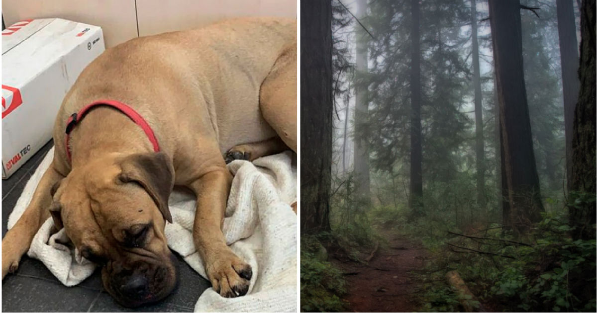 Loyale puppy loopt 160 km door bos met beren, op zoek naar eigenaren die haar afwijzen