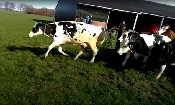 VIDEO: De lente is begonnen, koeien voor het eerst naar buiten