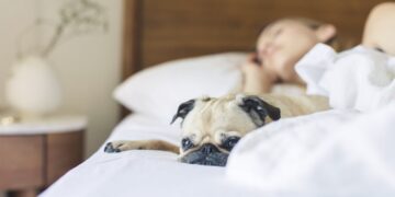 Slapen met je hond in bed is erg goed voor je gezondheid, laat nieuw onderzoek zien