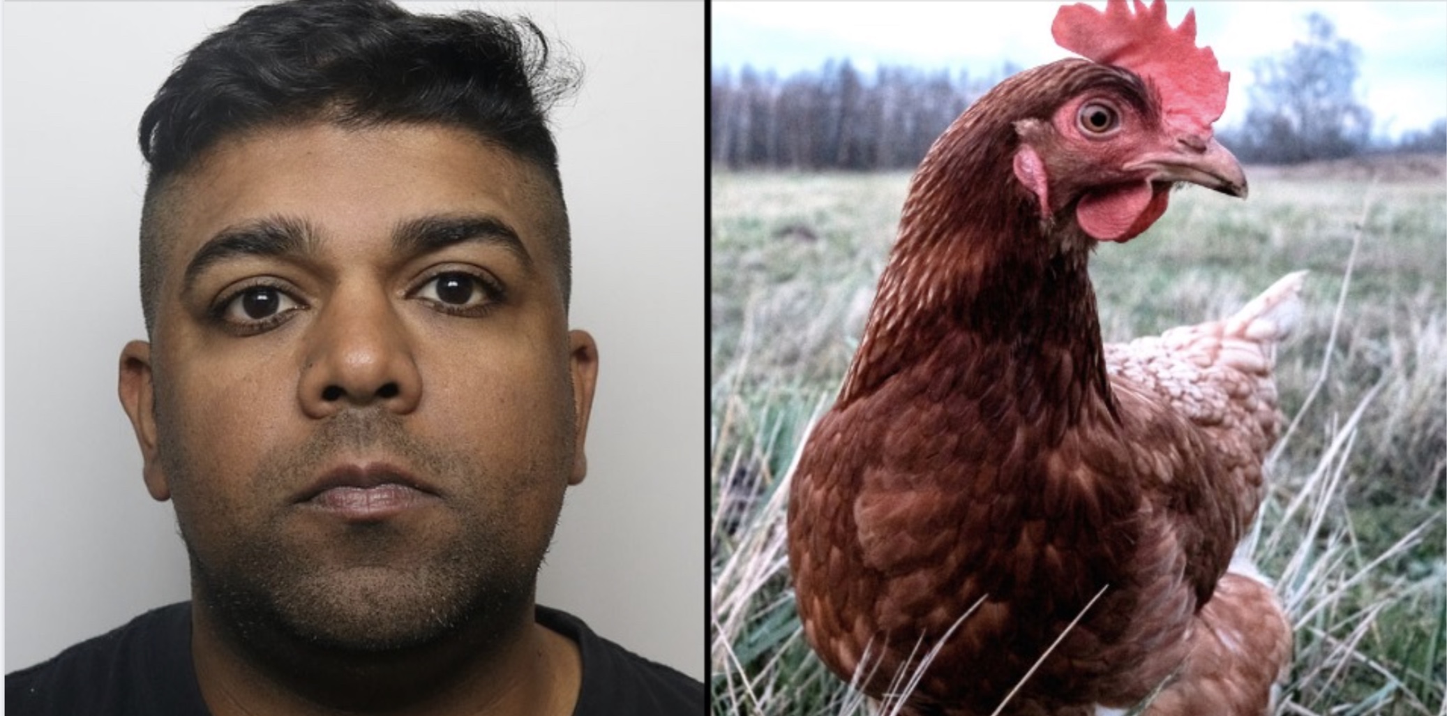Man die sex had met kippen wordt vervroegd vrijgelaten