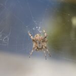 Spin in spinneweb