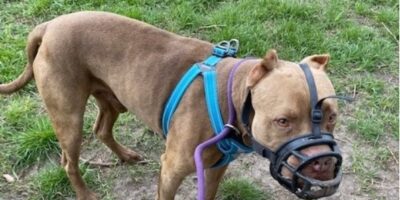 Schokkende vondst: doodzieke hond wordt vastgeboden achtergelaten