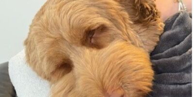 Hond onwel na eten menselijke poep met resten THC en cocaine