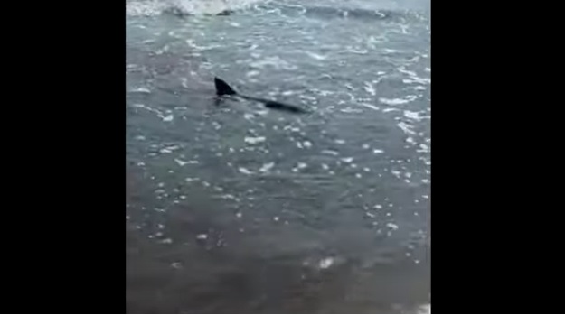 Vakantiegangers Mallorca opgeschrikt: haai verschijnt voor het strand