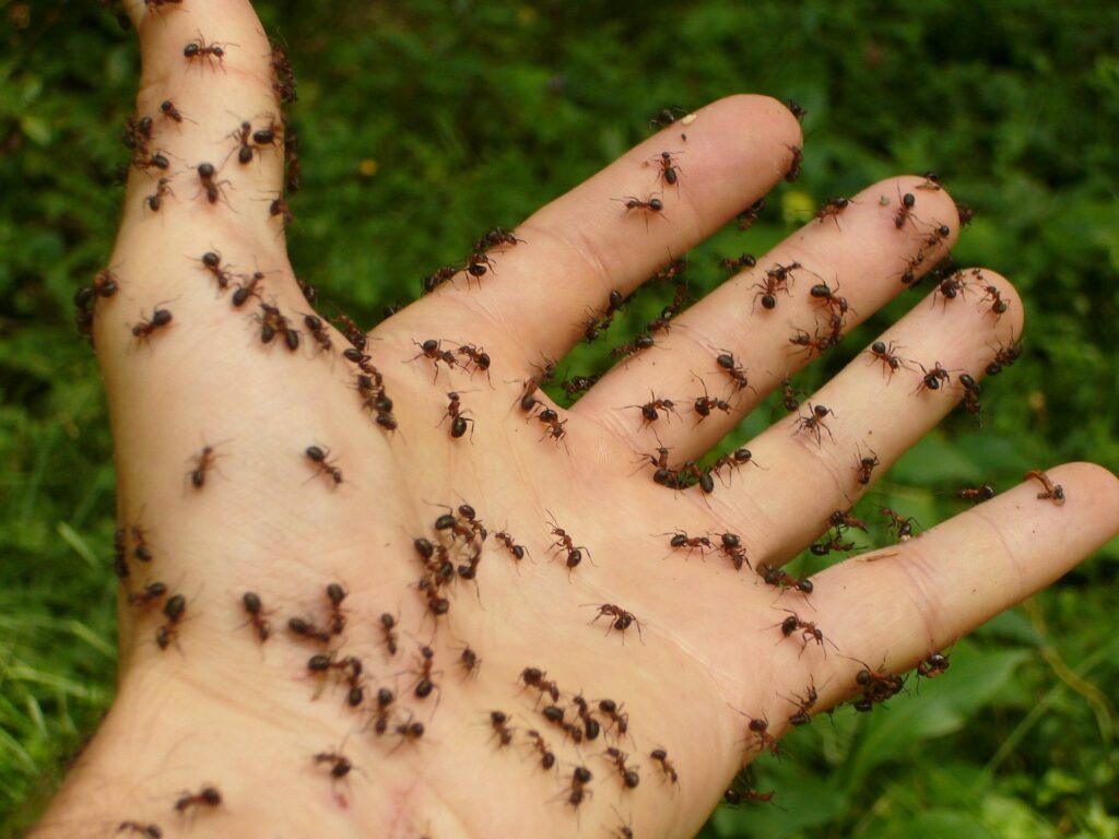 Vrouw deelt geheim om van mieren af te komen: Dit werkt altijd