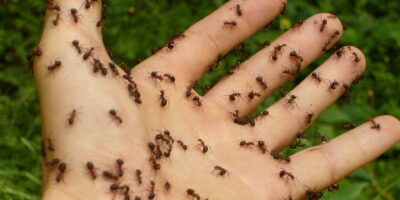 Vrouw deelt geheim om van mieren af te komen: Dit werkt altijd