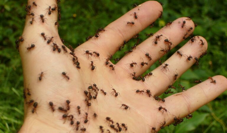Vrouw deelt geheim om van mieren in huis af te komen: ”Dit werkt altijd”
