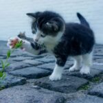 Duitse stad voert per direct 'ophokplicht' in voor katten