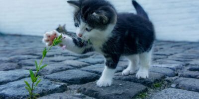 Duitse stad voert per direct 'ophokplicht' in voor katten