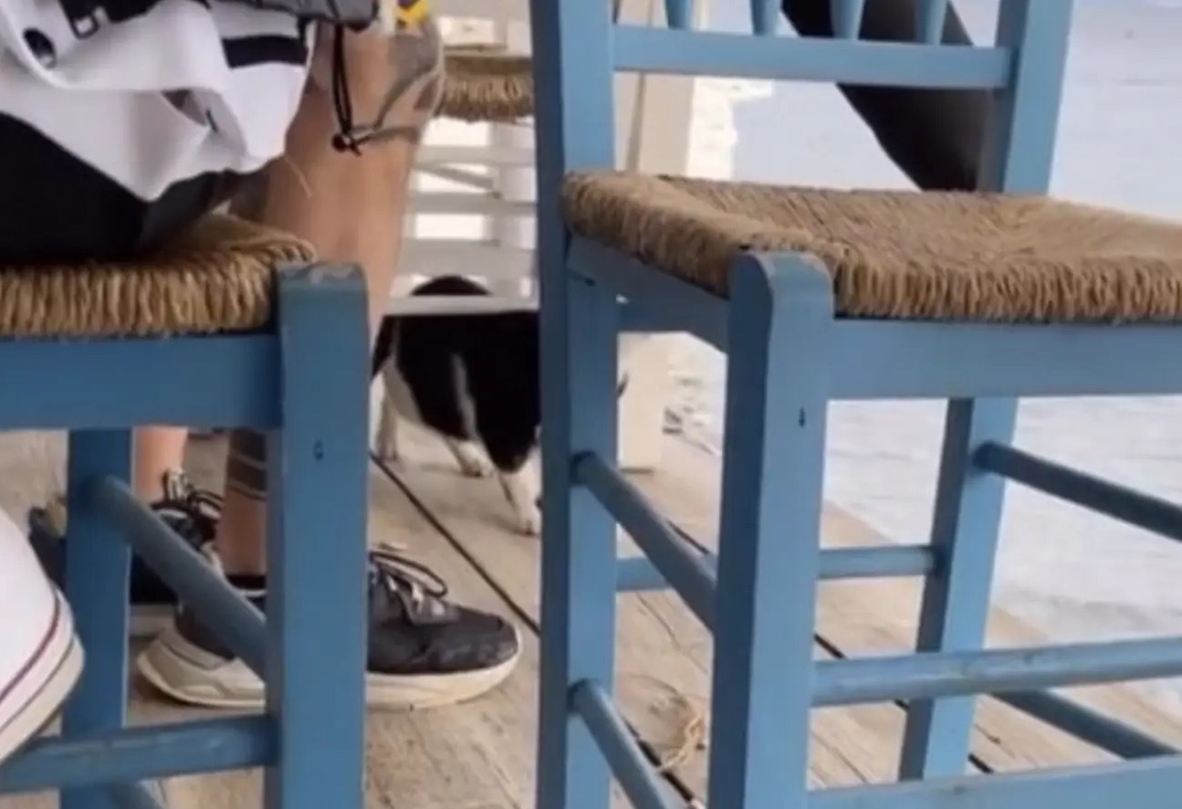 Man die kitten de zee intrapte riskeert gevangenisstraf van 10 jaar