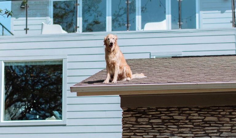 Vrouw plaatst bord voor haar huis ‘waarom haar hond altijd op het dak zit’