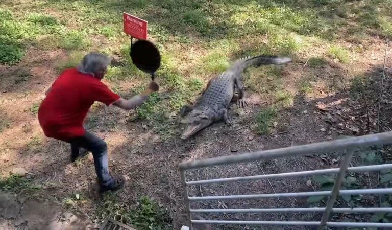 (ZIEN) Krokodil gaat man met koekenpan te lijf