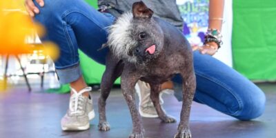 Mr. Happy Face officieel verkozen tot 'lelijkste hond ter wereld'