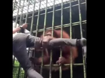 Man doet stoer tegen orang-oetan, aap grijpt hem