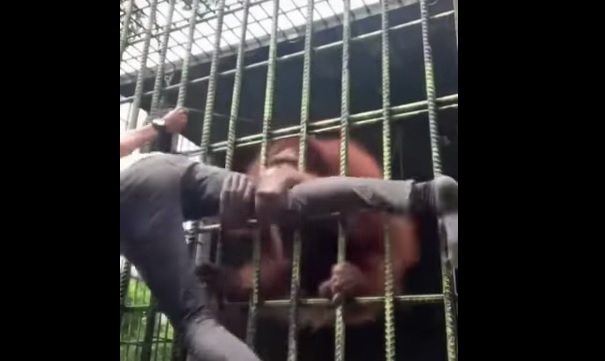 Man doet stoer tegen orang-oetan, aap grijpt hem