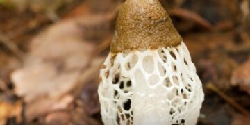 Vrouwen die ruiken aan deze paddenstoel, krijgen spontaan een orgasme