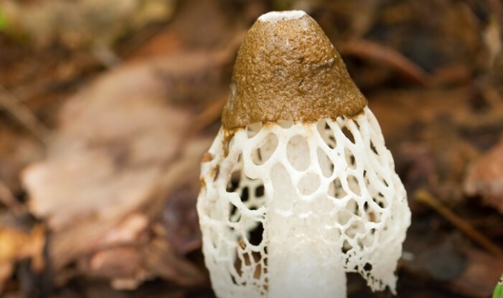 Vrouwen die ruiken aan deze paddenstoel, krijgen spontaan een orgasme