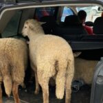 (Foto's) Asielzoekers pikken schapen en vervoeren de dieren op opvallende wijze