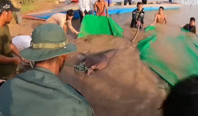 Bizar: grootste zoetwatervis ooit gevonden in de Mekong-rivier