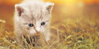 Verdrietige foto's: pasgeboren kittens in doos bij Albert Heijn gedumpt