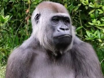 Grote verslagenheid in Apenheul: Gorilla omgekomen