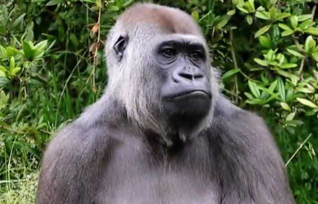 Grote verslagenheid in Apenheul: Gorilla omgekomen