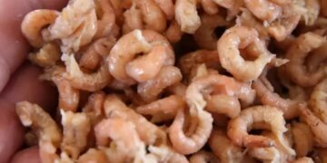 NWVA waarschuwt voor salmonella in Hollandse garnalen: ''Eet deze niet!''