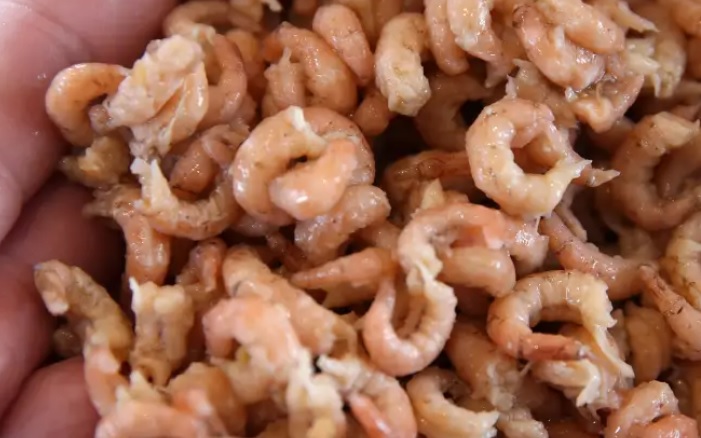 NWVA waarschuwt voor salmonella in Hollandse garnalen: ''Eet deze niet!''