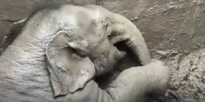 Emotionele beelden: Mensen redden moeder en baby-olifant van de dood