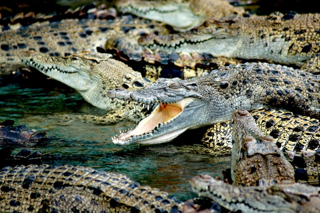 Schokkend: Oudere vrouw valt in vijver met alligators