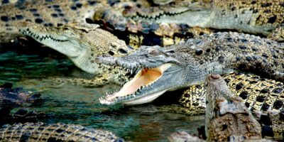Schokkend: Oudere vrouw valt in vijver met alligators