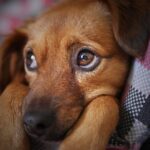 Schokkend: Man schiet hondje van overburen neer, irriteerde zich aan geblaf