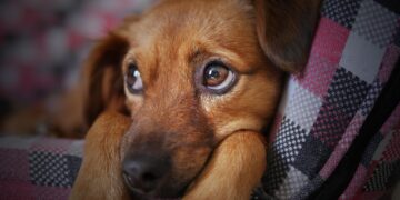 Schokkend: Man schiet hondje van overburen neer, irriteerde zich aan geblaf