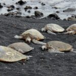 Onbegrijpelijk: Dertig schildpadden op brute wijze doodgestoken