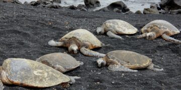 Onbegrijpelijk: Dertig schildpadden op brute wijze doodgestoken