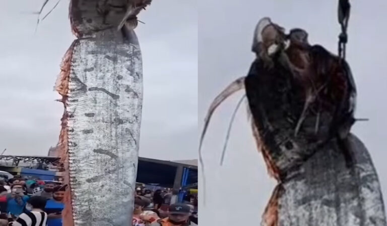 Vissers vangen gigantisch onbekend zeewezen  – vrezen voor een ramp