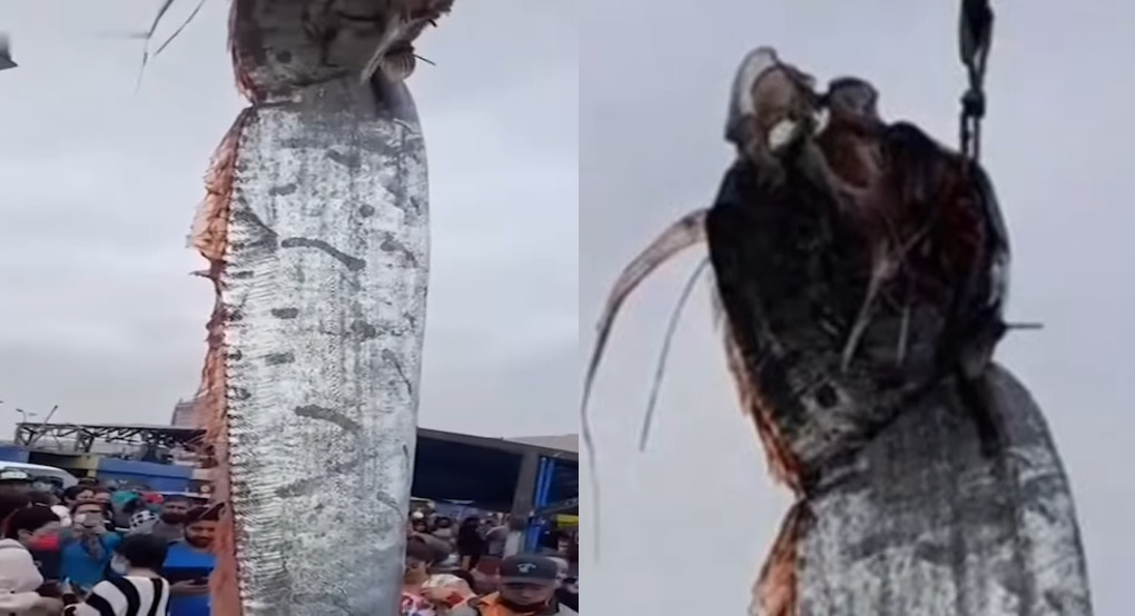 Vissers vangen gigantisch onbekend zeewezen – vrezen voor een ramp