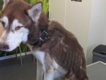 Schokkende foto's: zwaar verwaarloosde husky in beslag genomen