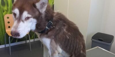 Schokkende foto's: zwaar verwaarloosde husky in beslag genomen
