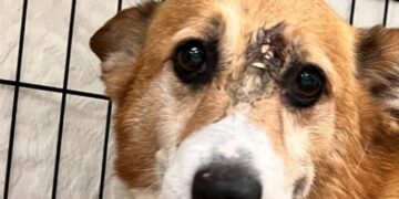 Hond door voorhoofdje geschoten: ''Geluk dat hij nog leeft''